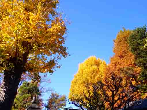 令和３年秋二之江妙勝寺の紅葉９