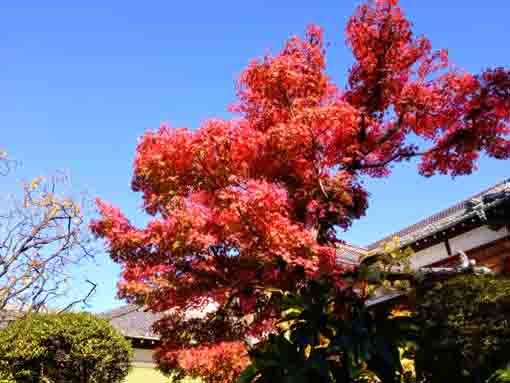 令和３年秋二之江妙勝寺の紅葉４