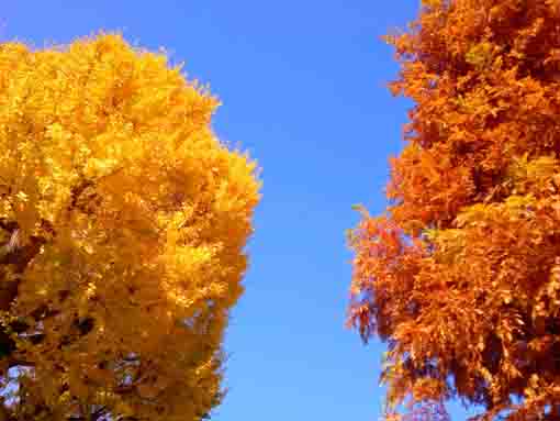 令和３年秋二之江妙勝寺の紅葉１０