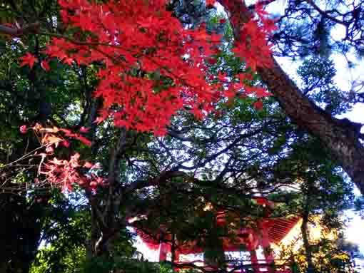 令和３年秋二之江妙勝寺の紅葉５