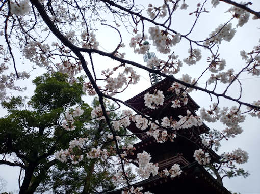 令和６年二之江妙勝寺満開のソメイヨシノ