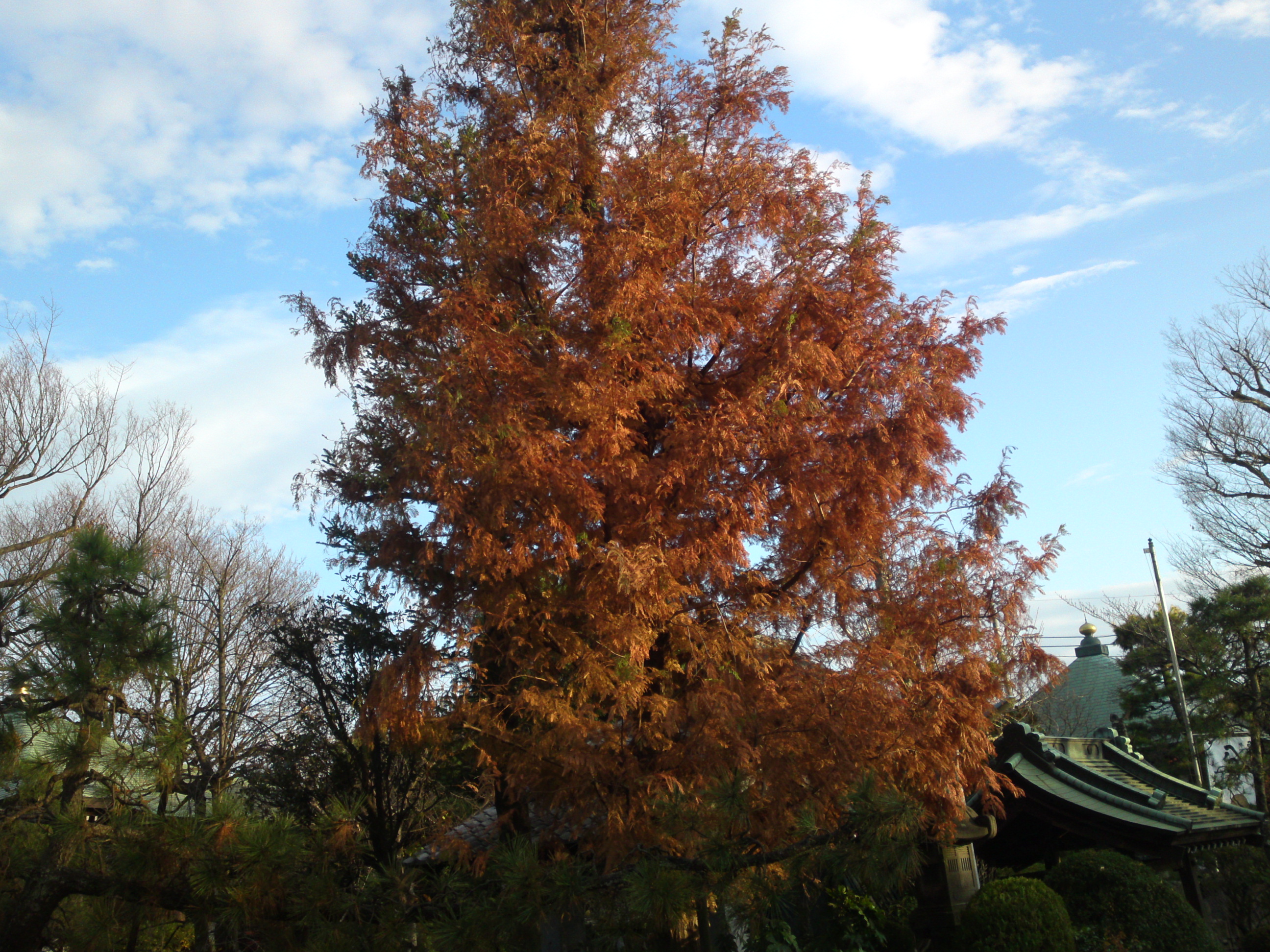 2020年秋色に色づいた妙勝寺の木々２６