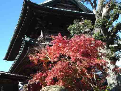 beautiful leaves around the nioumon