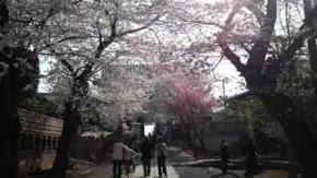 The cherry blossoms on approch