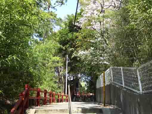 cherry blossoms bloom over the path