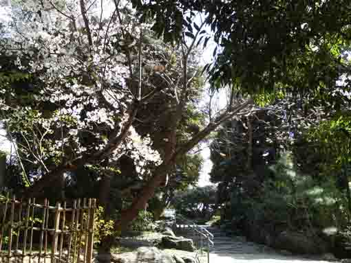 cherry blossoms in the Green Zone