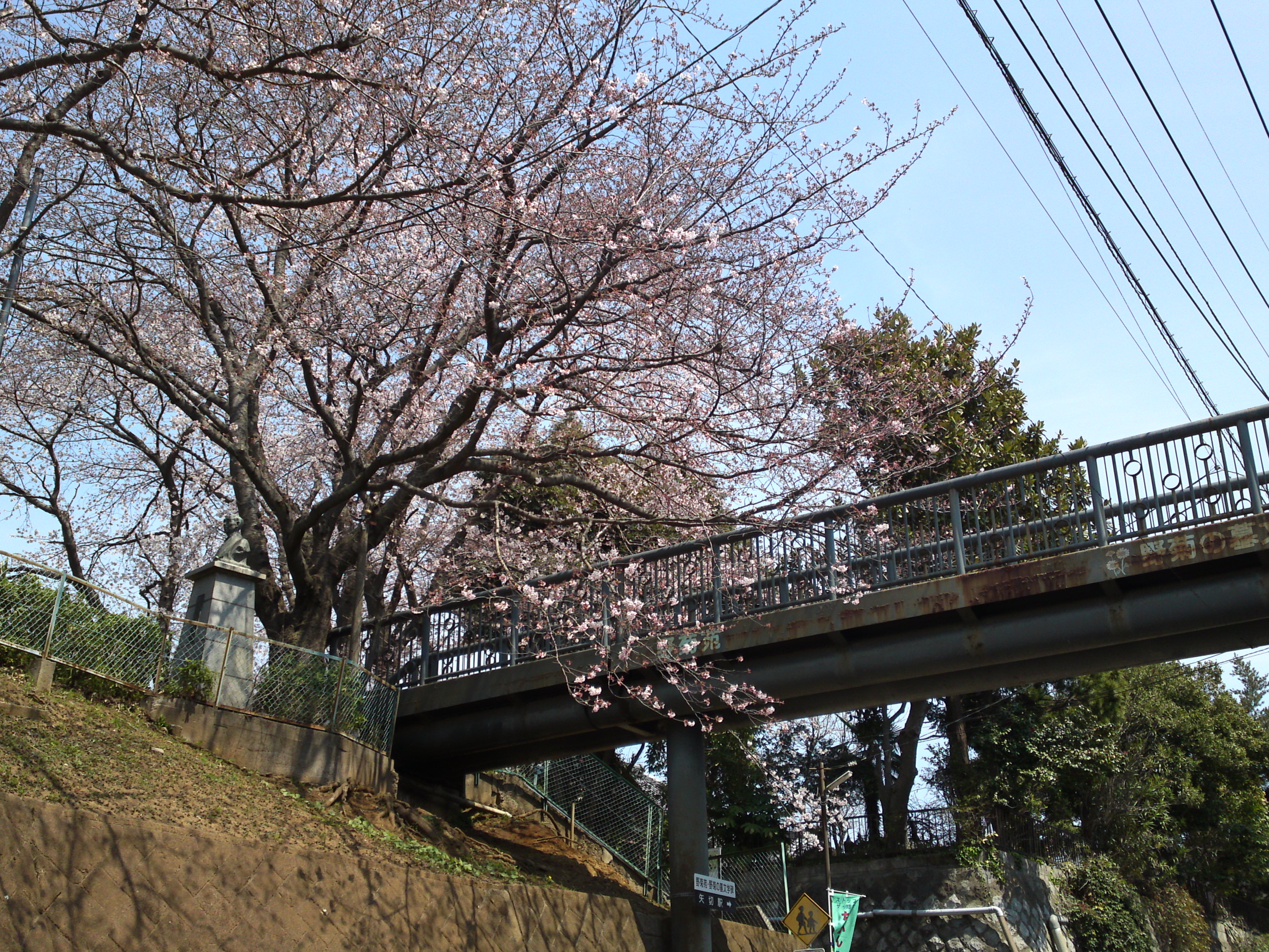 2017年野菊苑に彩る桜の花々２