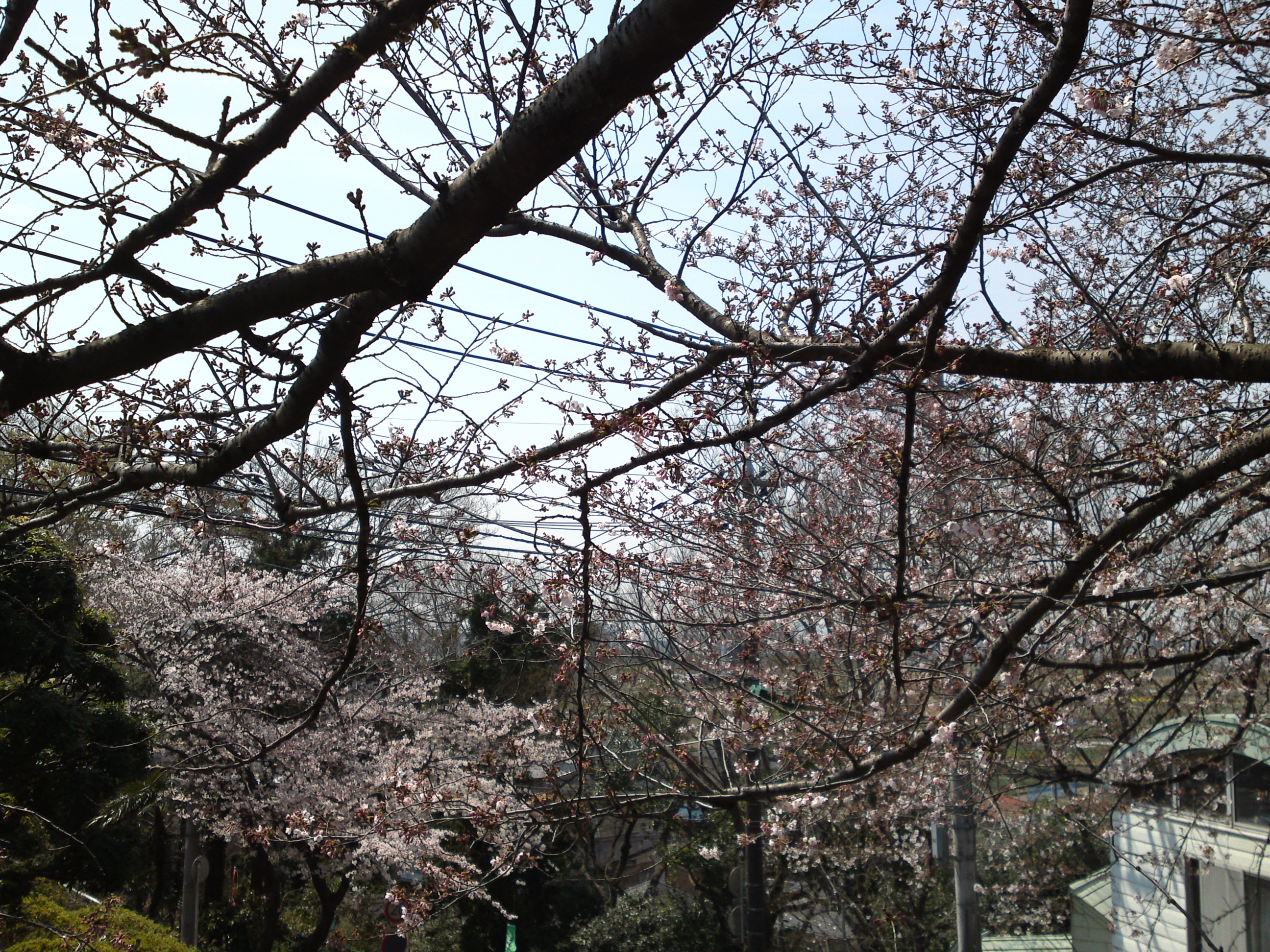 2017年野菊苑に彩る桜の花々３