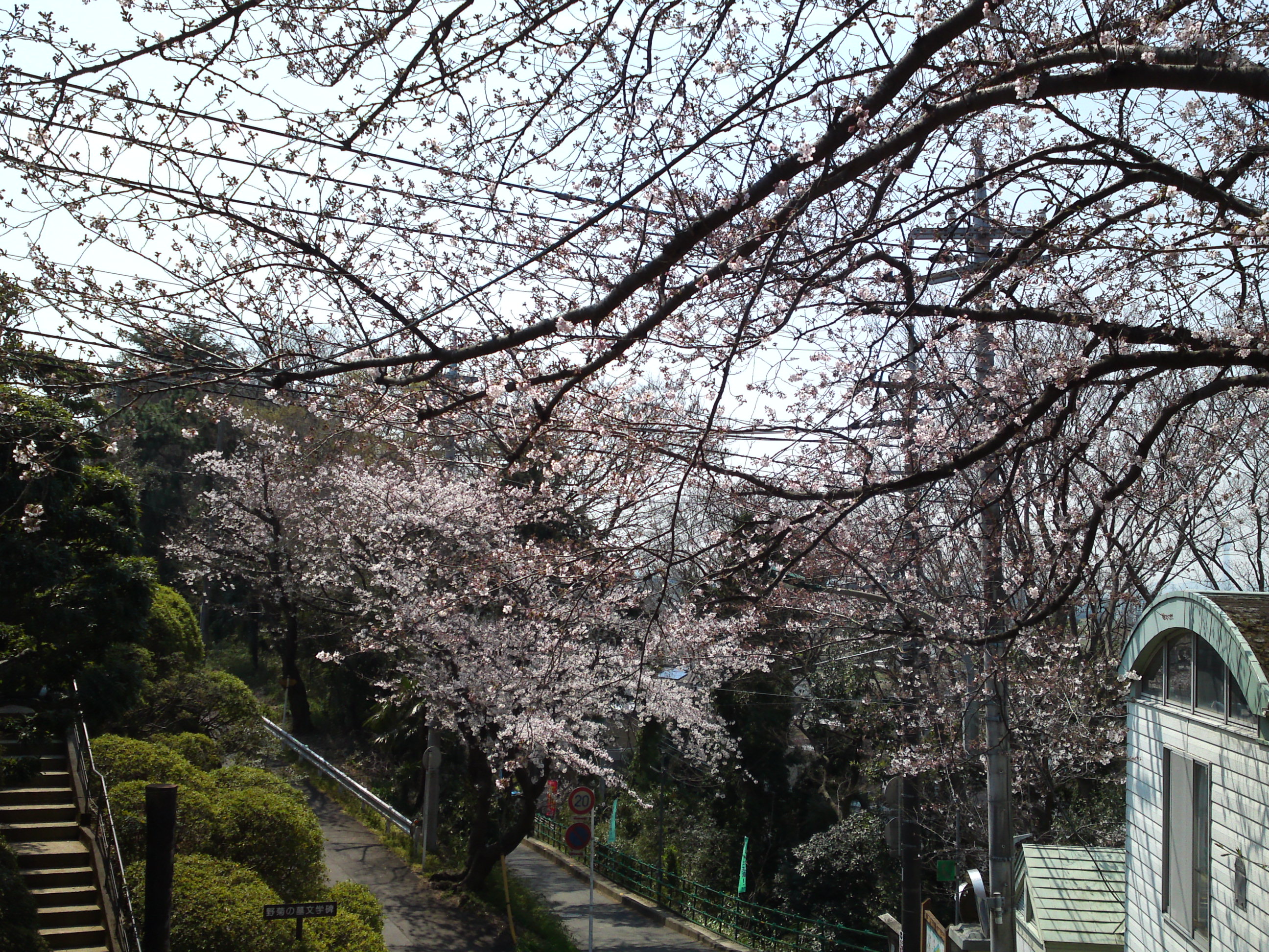 2017年野菊苑に彩る桜の花々５