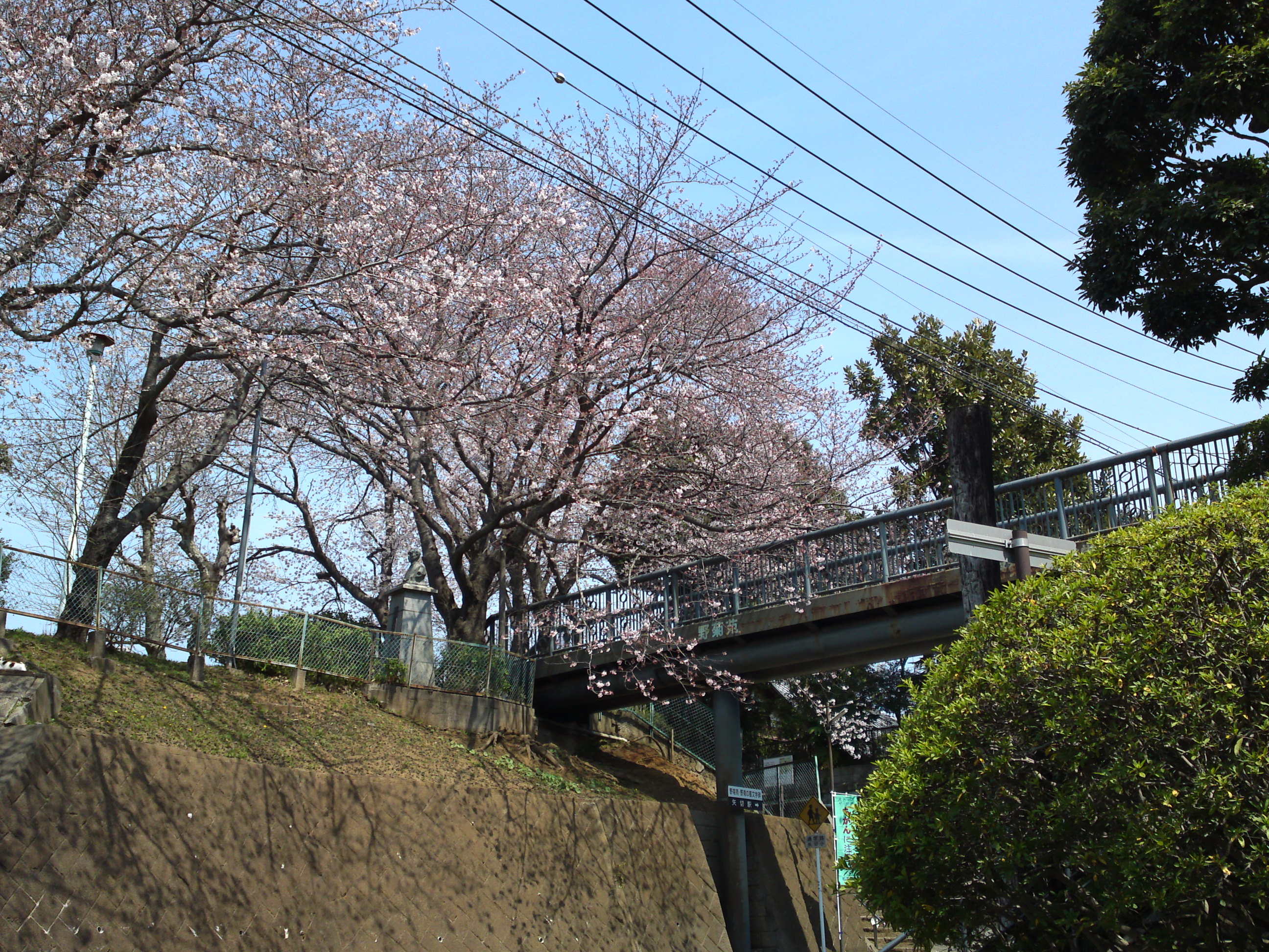 2017年野菊苑に彩る桜の花々１０