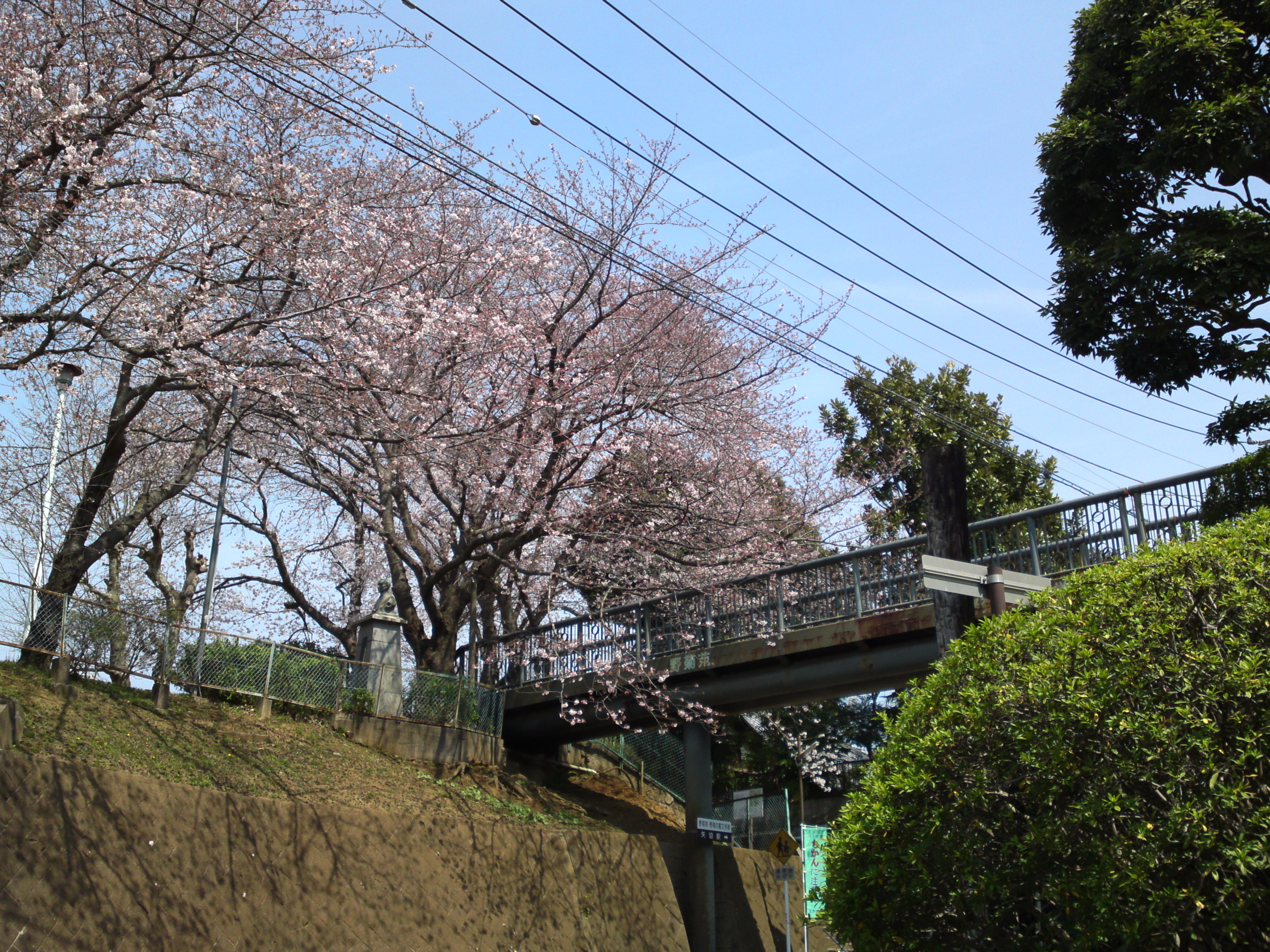 2017年野菊苑に彩る桜の花々１１