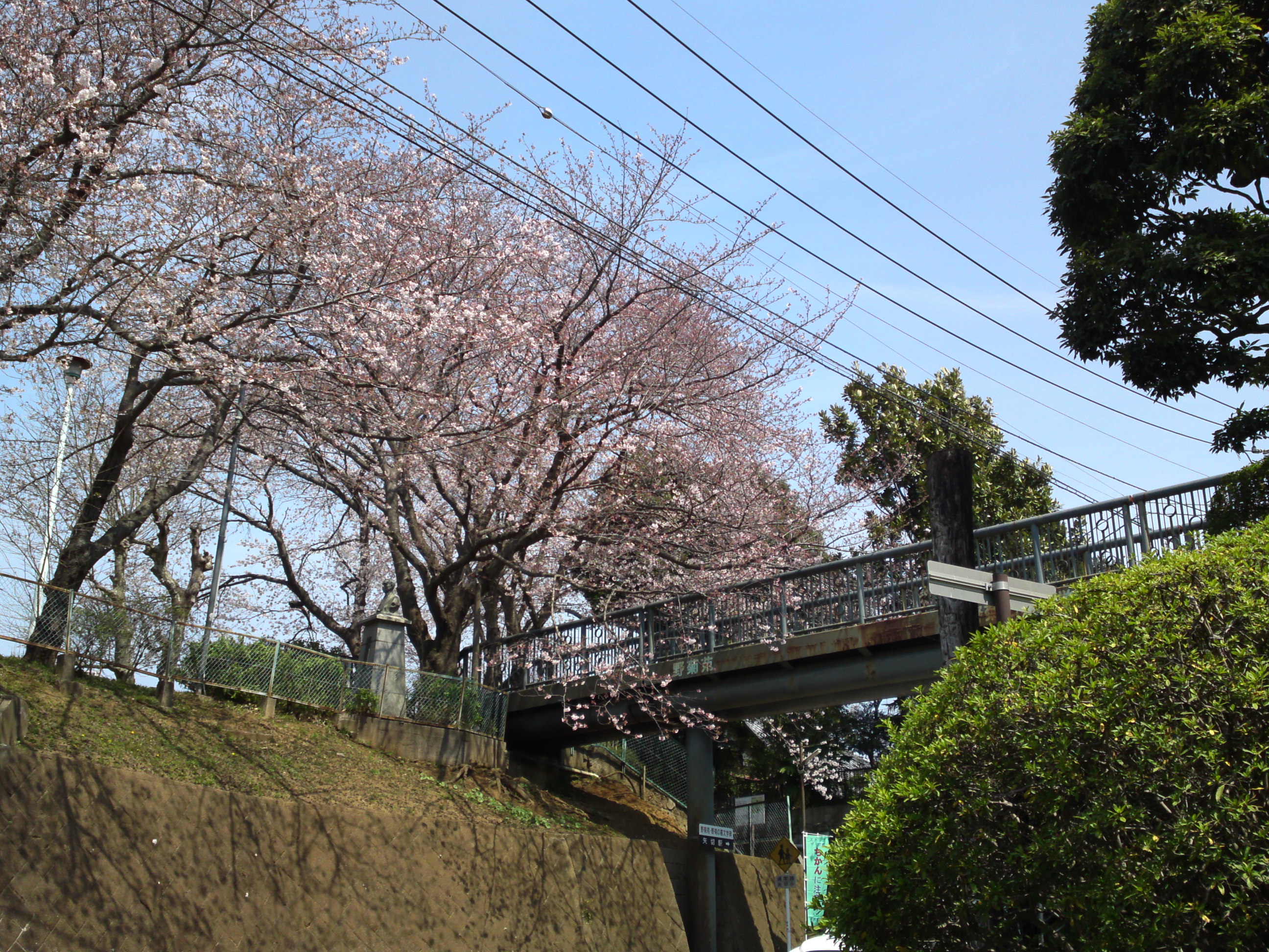 2017年野菊苑に彩る桜の花々１２