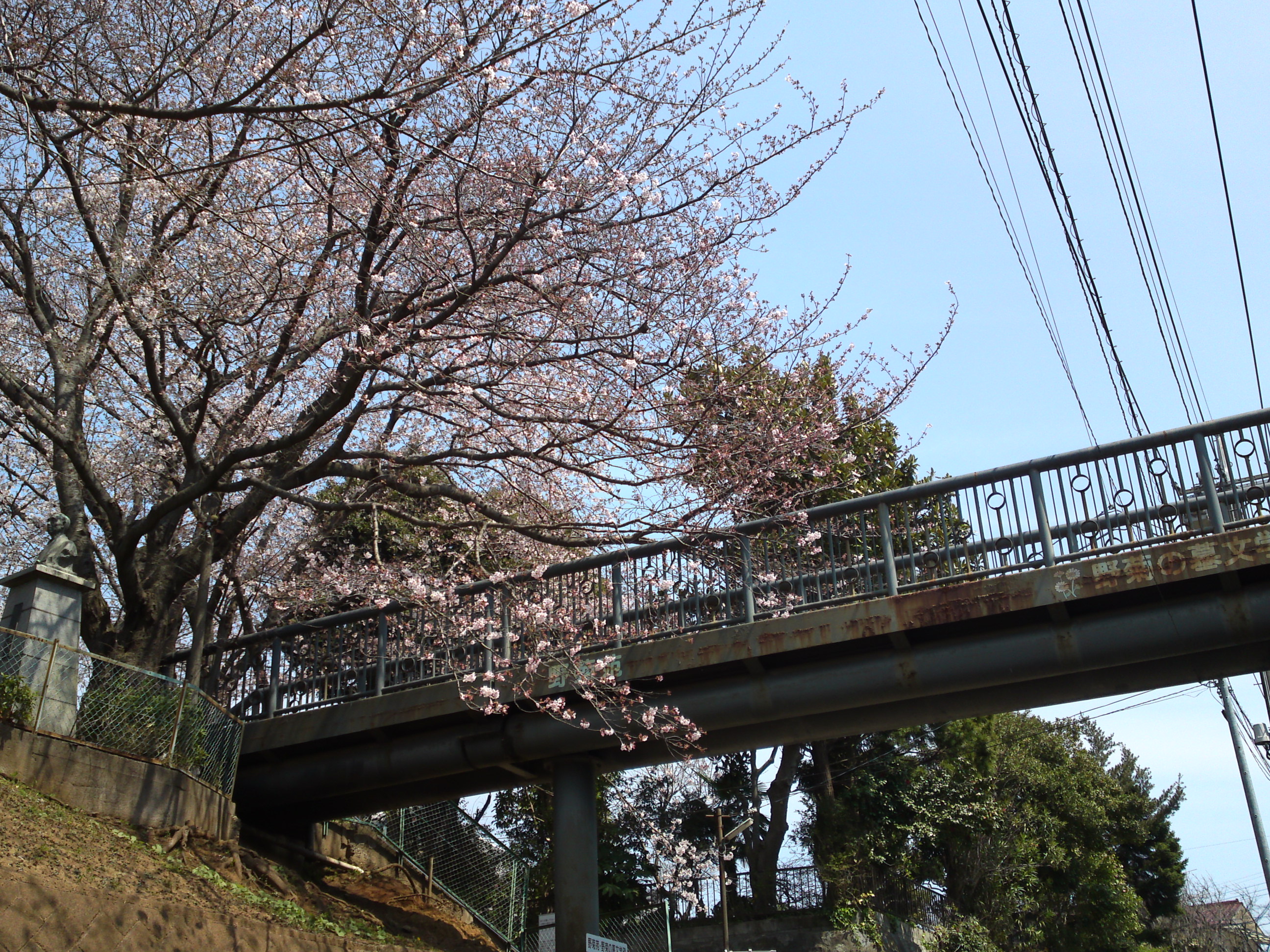 2017年野菊苑に彩る桜の花々１３