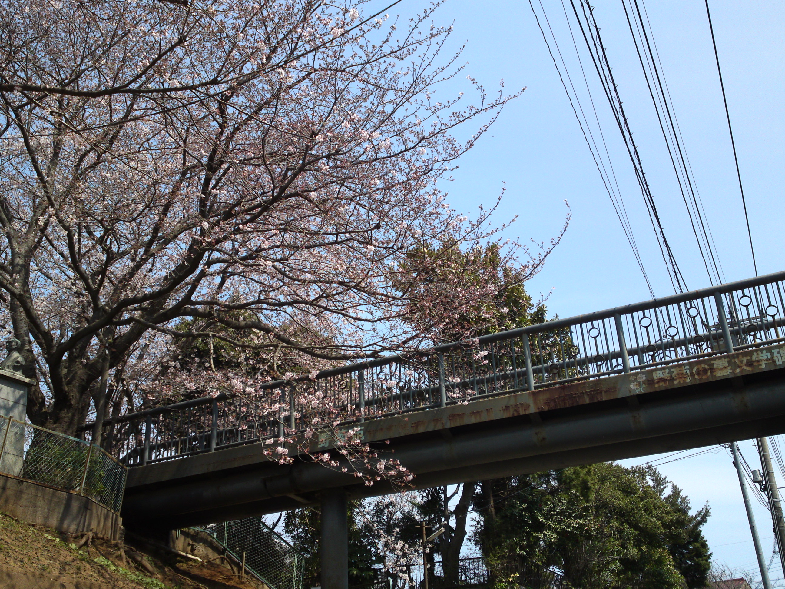 2017年野菊苑に彩る桜の花々１４