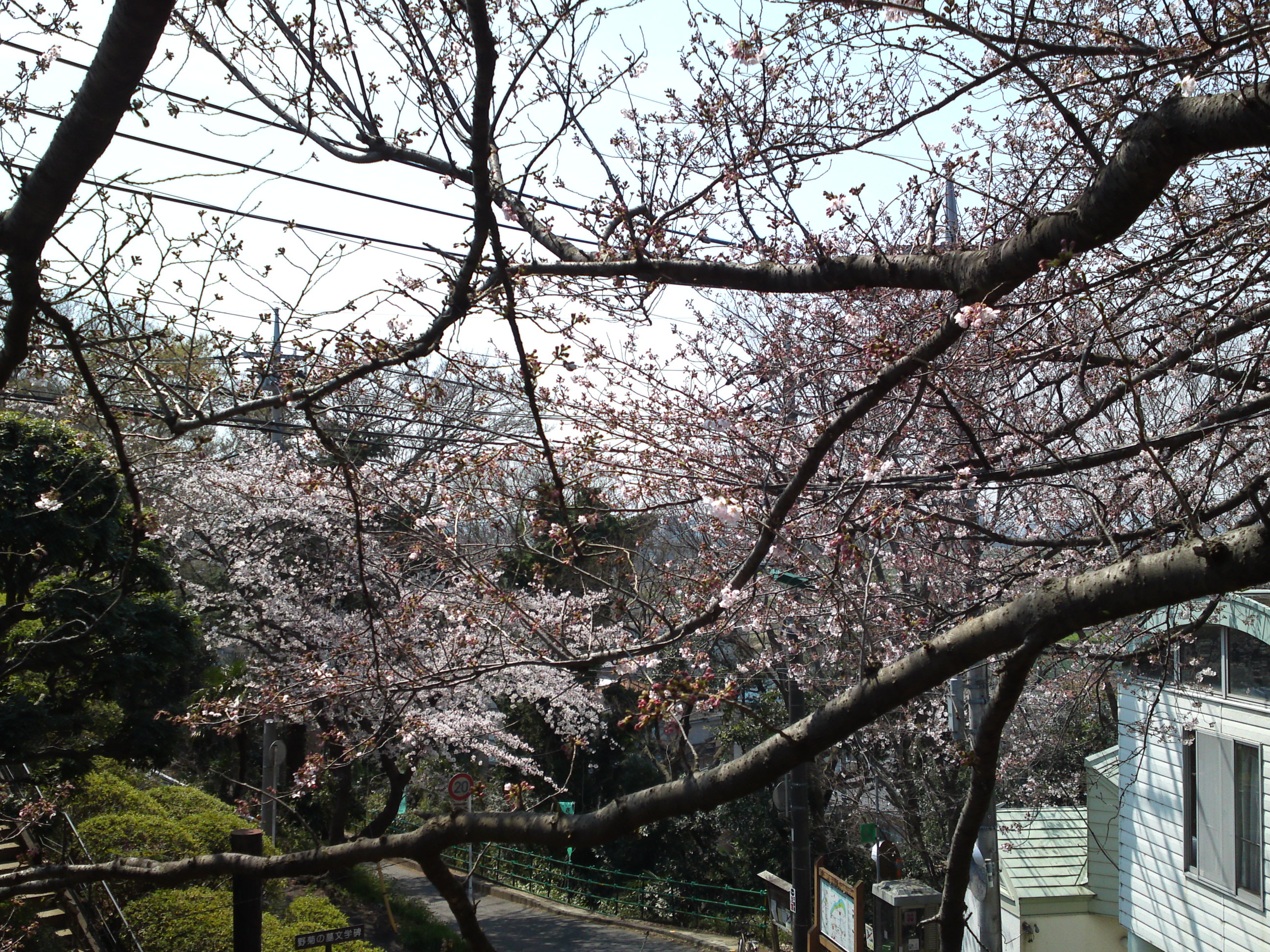 2017年野菊苑に彩る桜の花々１５