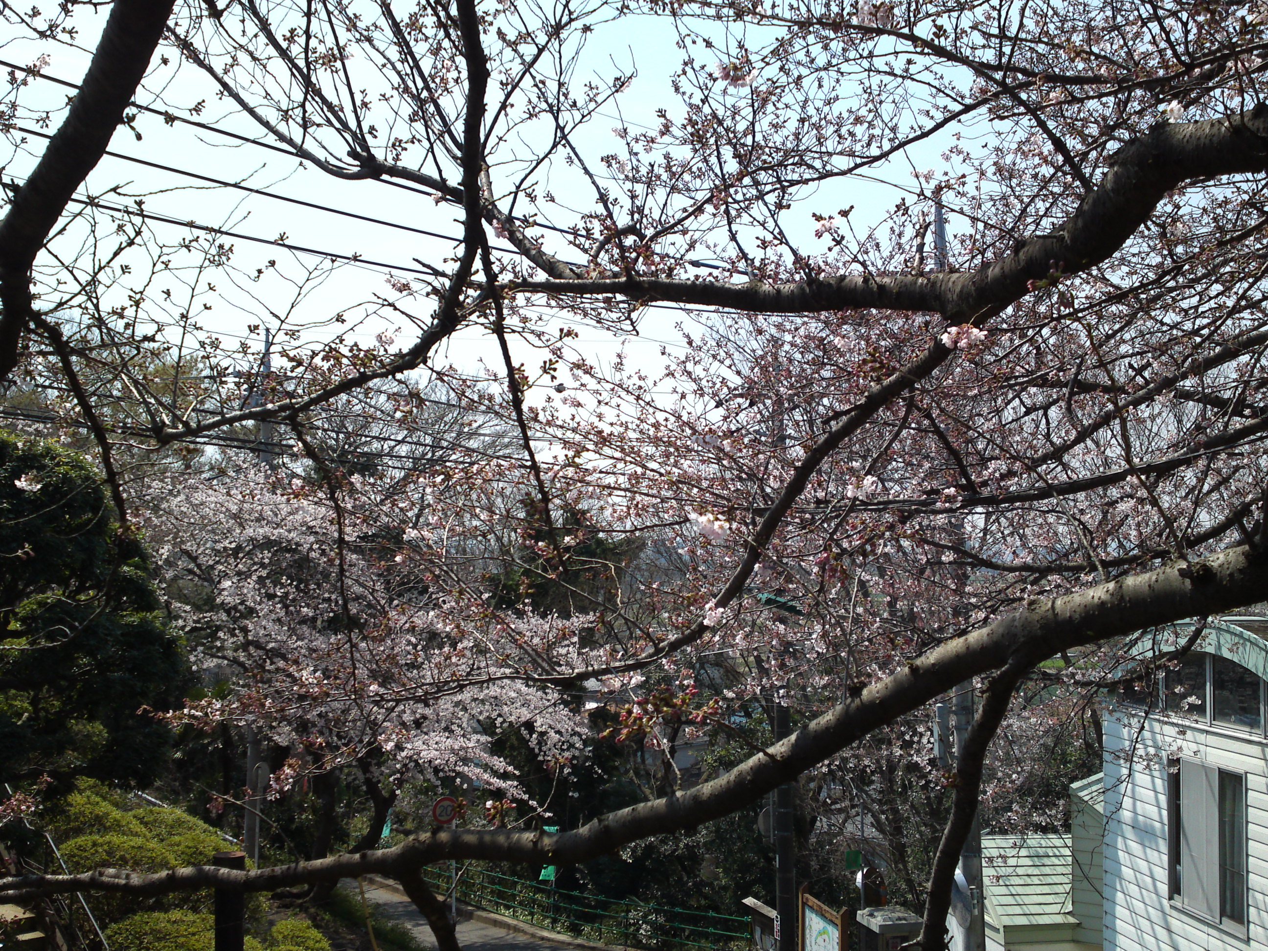 2017年野菊苑に彩る桜の花々１６