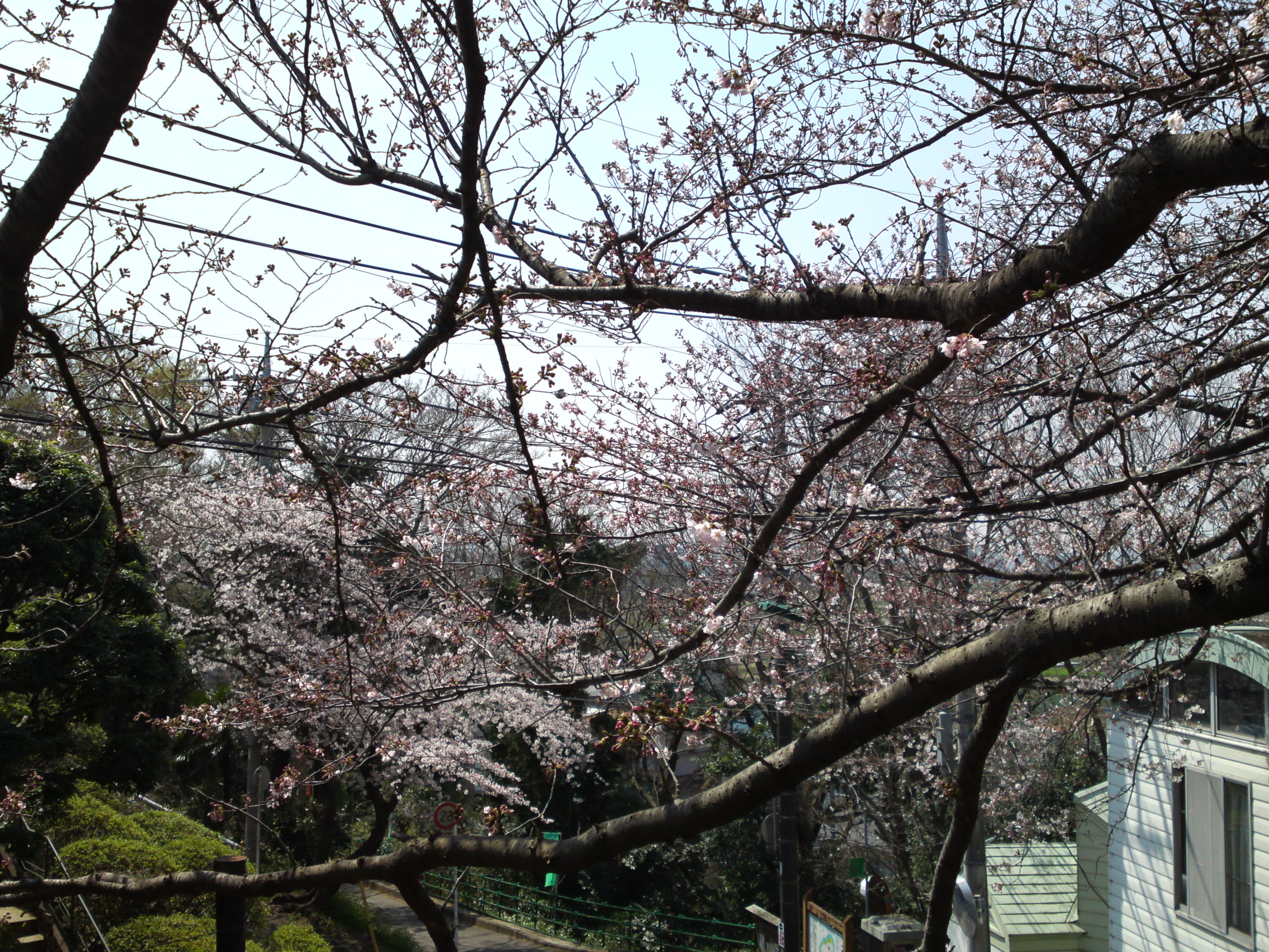 2017年野菊苑に彩る桜の花々１７