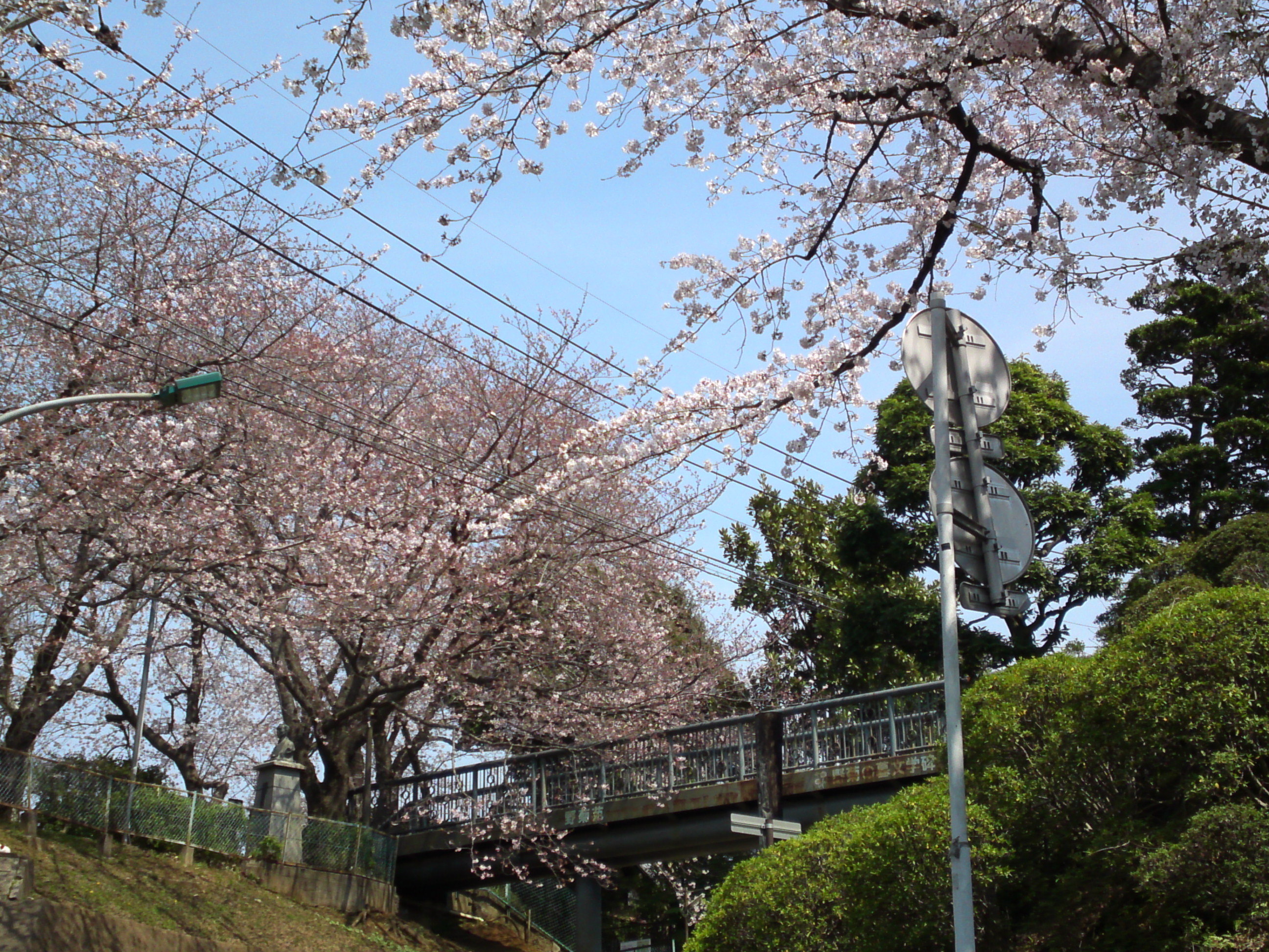2017年野菊苑に彩る桜の花々１９