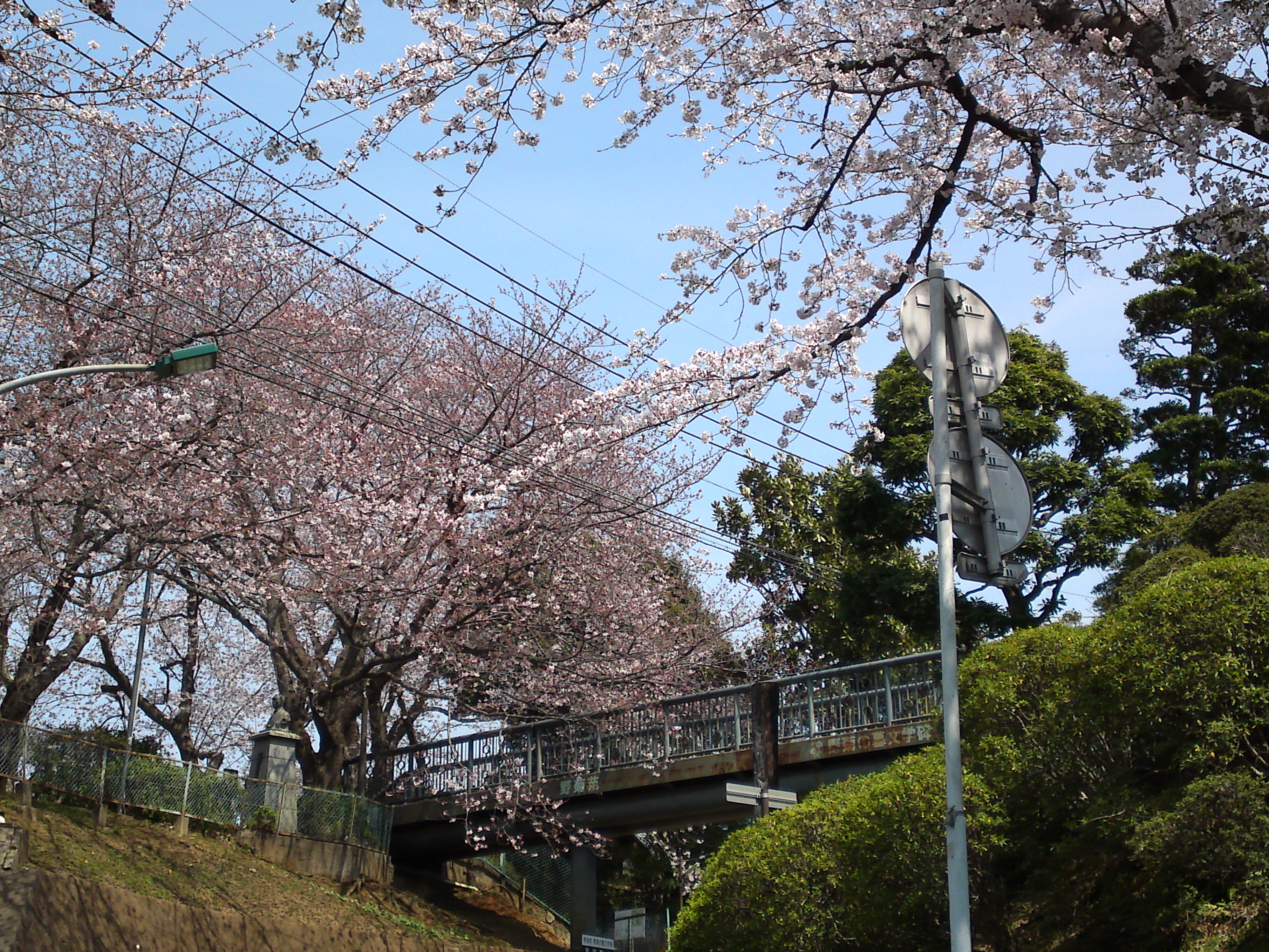 2017年野菊苑に彩る桜の花々２０
