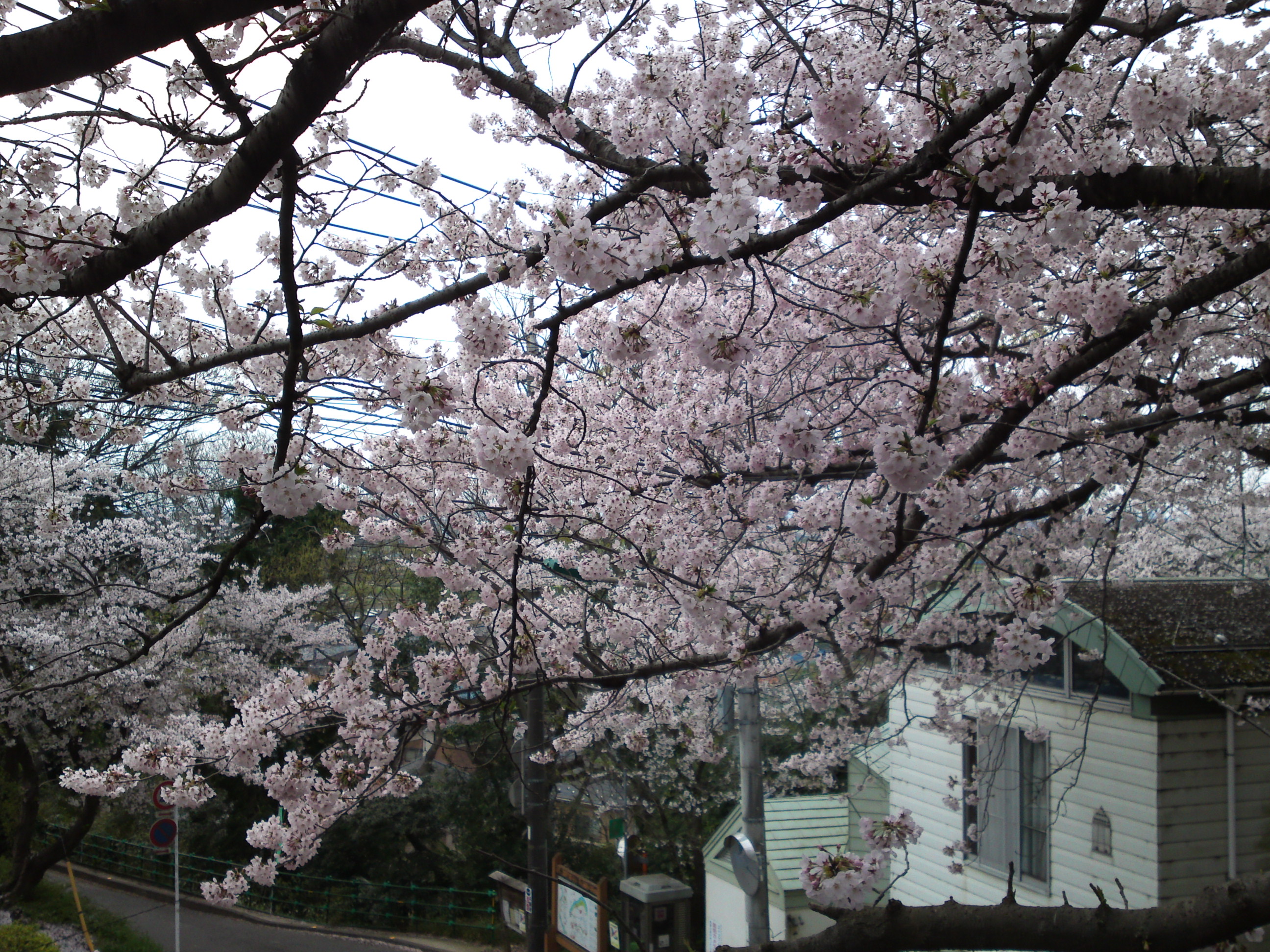 2017年野菊苑に彩る桜の花々２２
