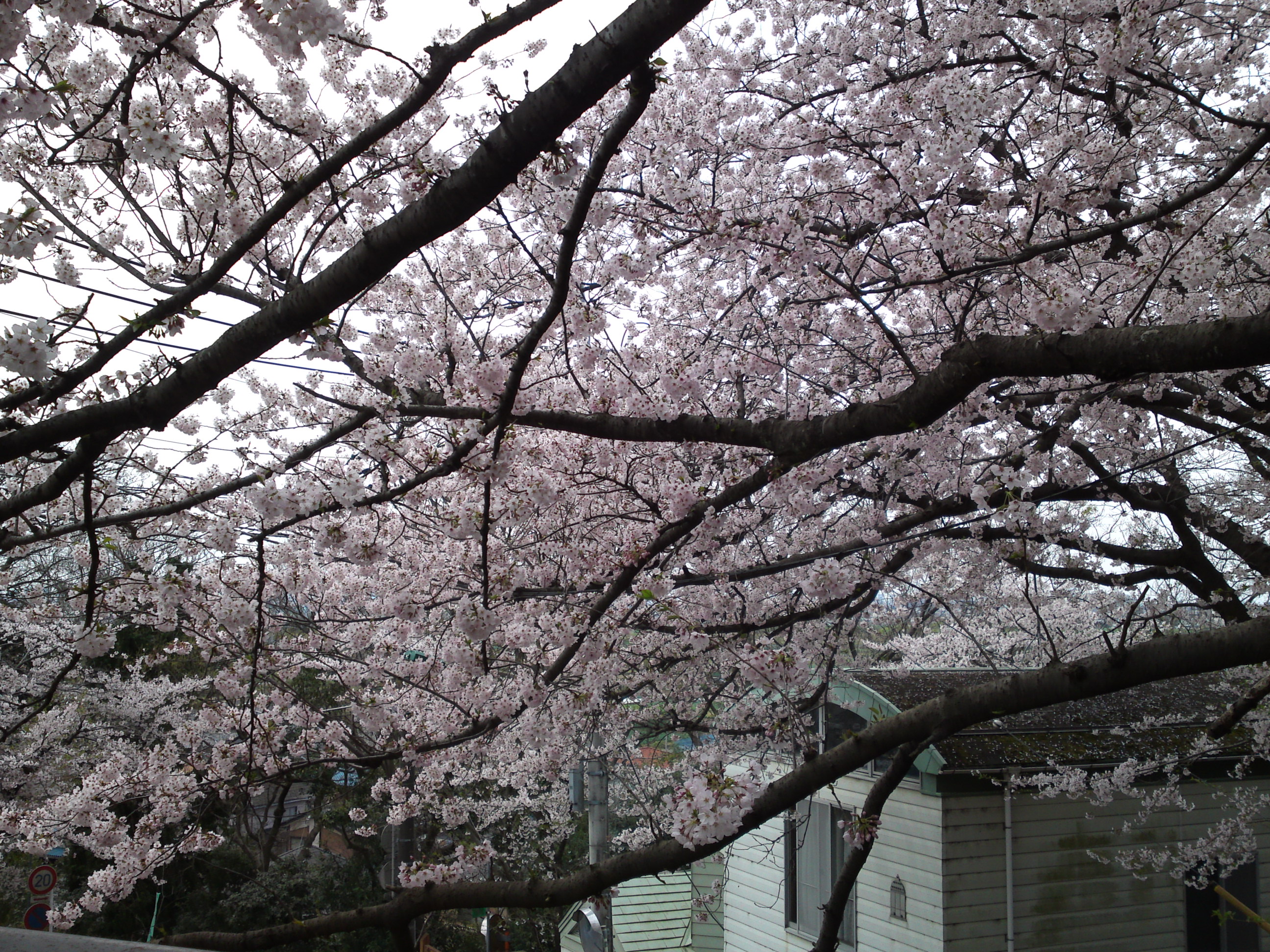 2017年野菊苑に彩る桜の花々２３