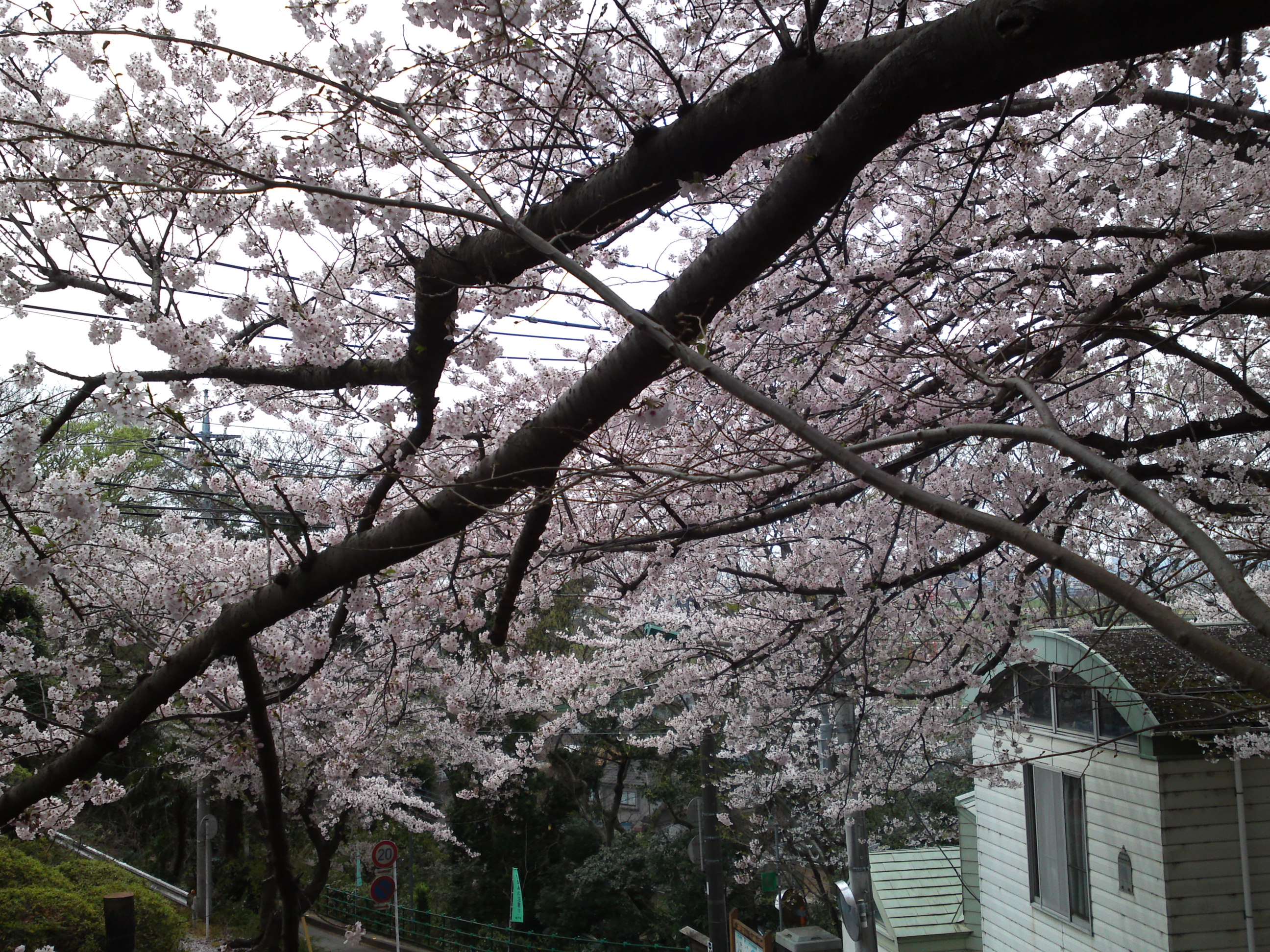 2017年野菊苑に彩る桜の花々２４