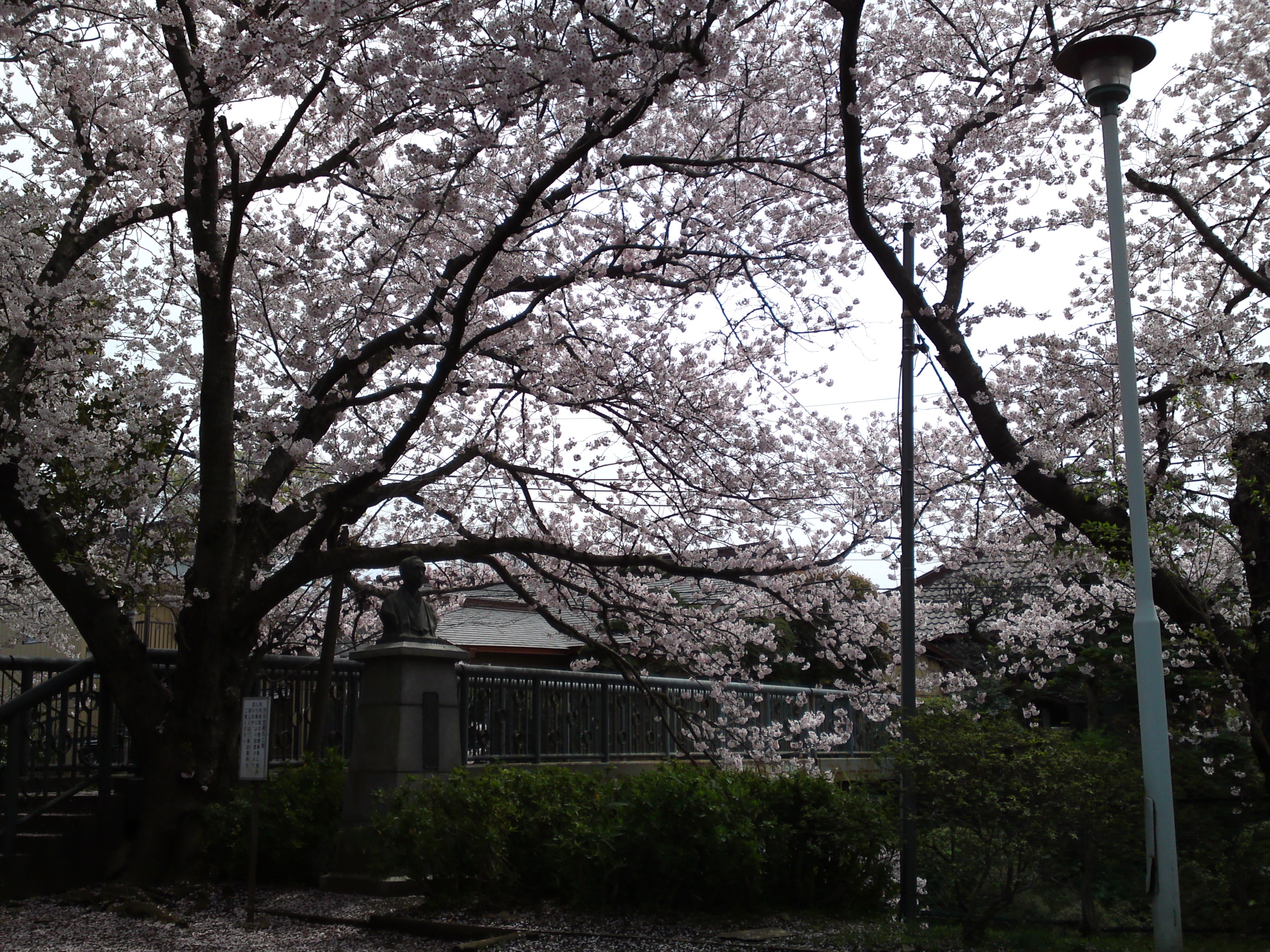 2017年野菊苑に彩る桜の花々２７