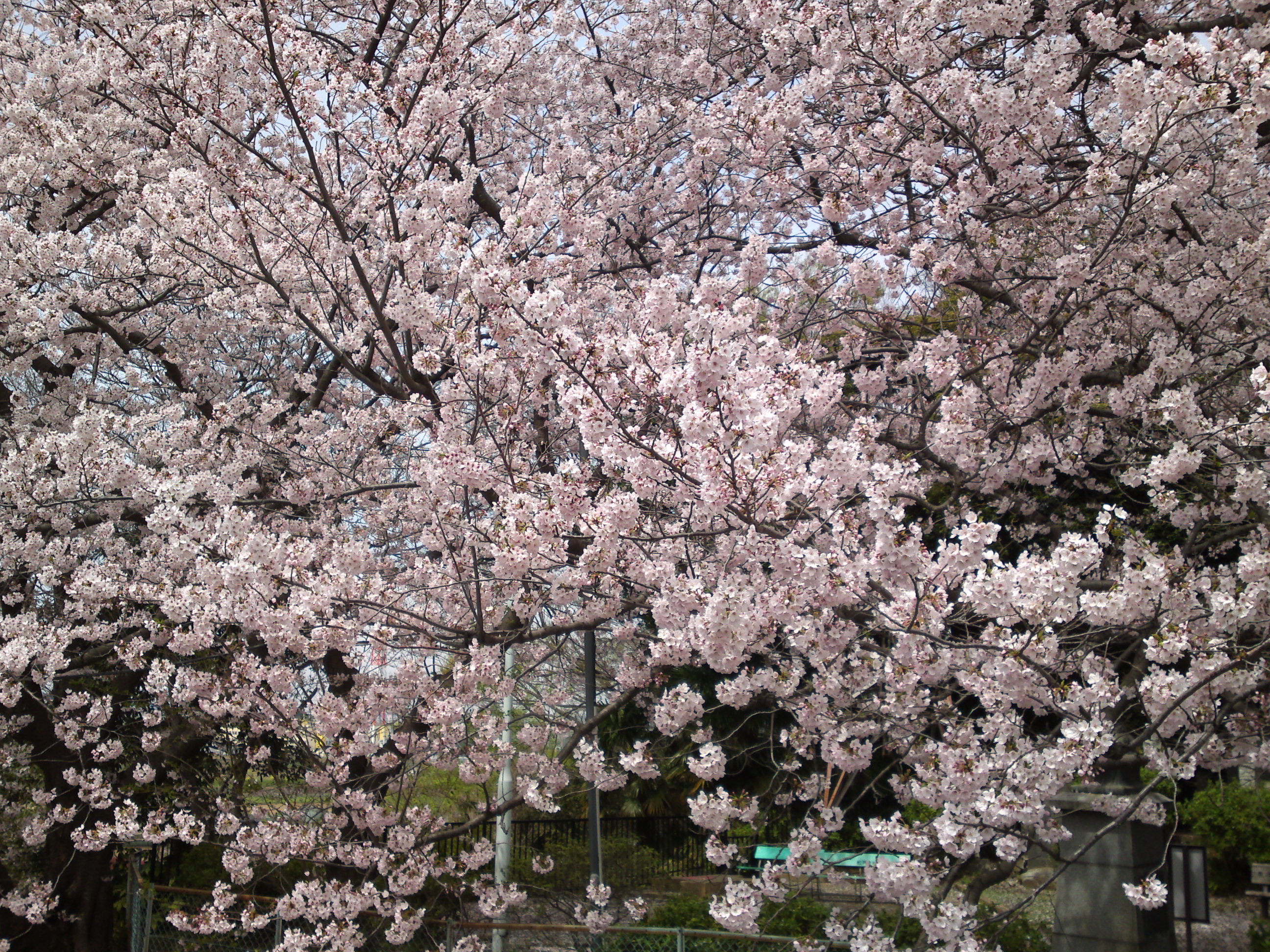 2017年野菊苑に彩る桜の花々２９