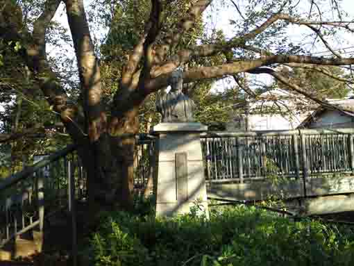 野菊苑の渋谷金蔵翁銅像