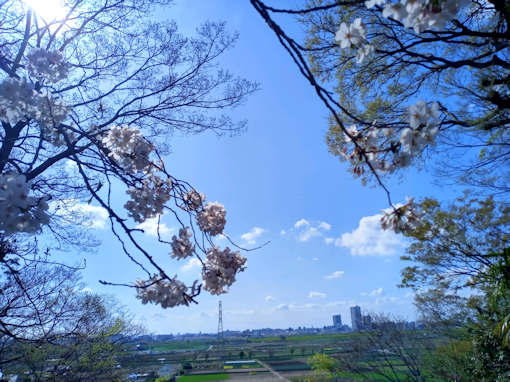 令和６年野菊苑のソメイヨシノ１