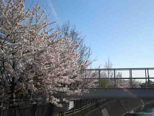 sukura at the gate of Oogashiwa Pond