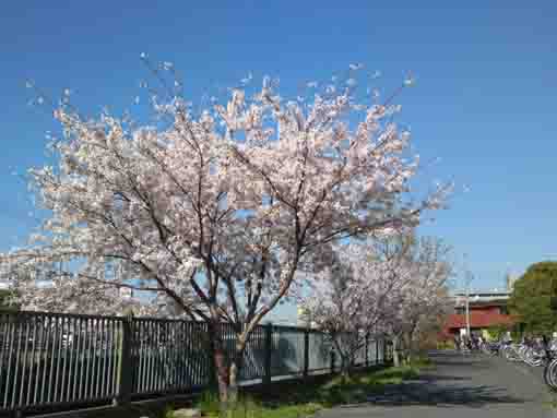 sakura at Oogashiwa yusuichi