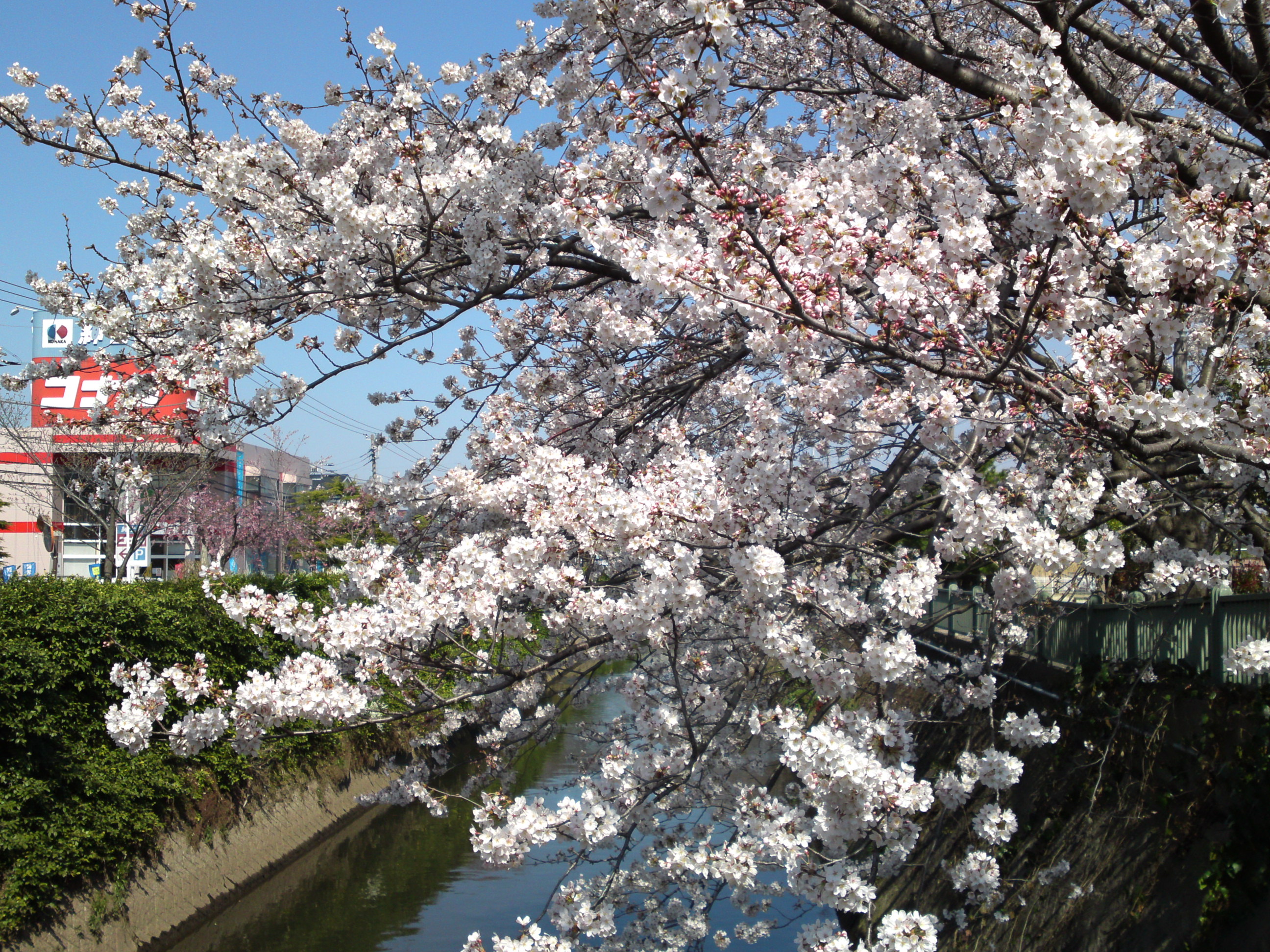2017年大柏川沿いに咲く桜の花１１