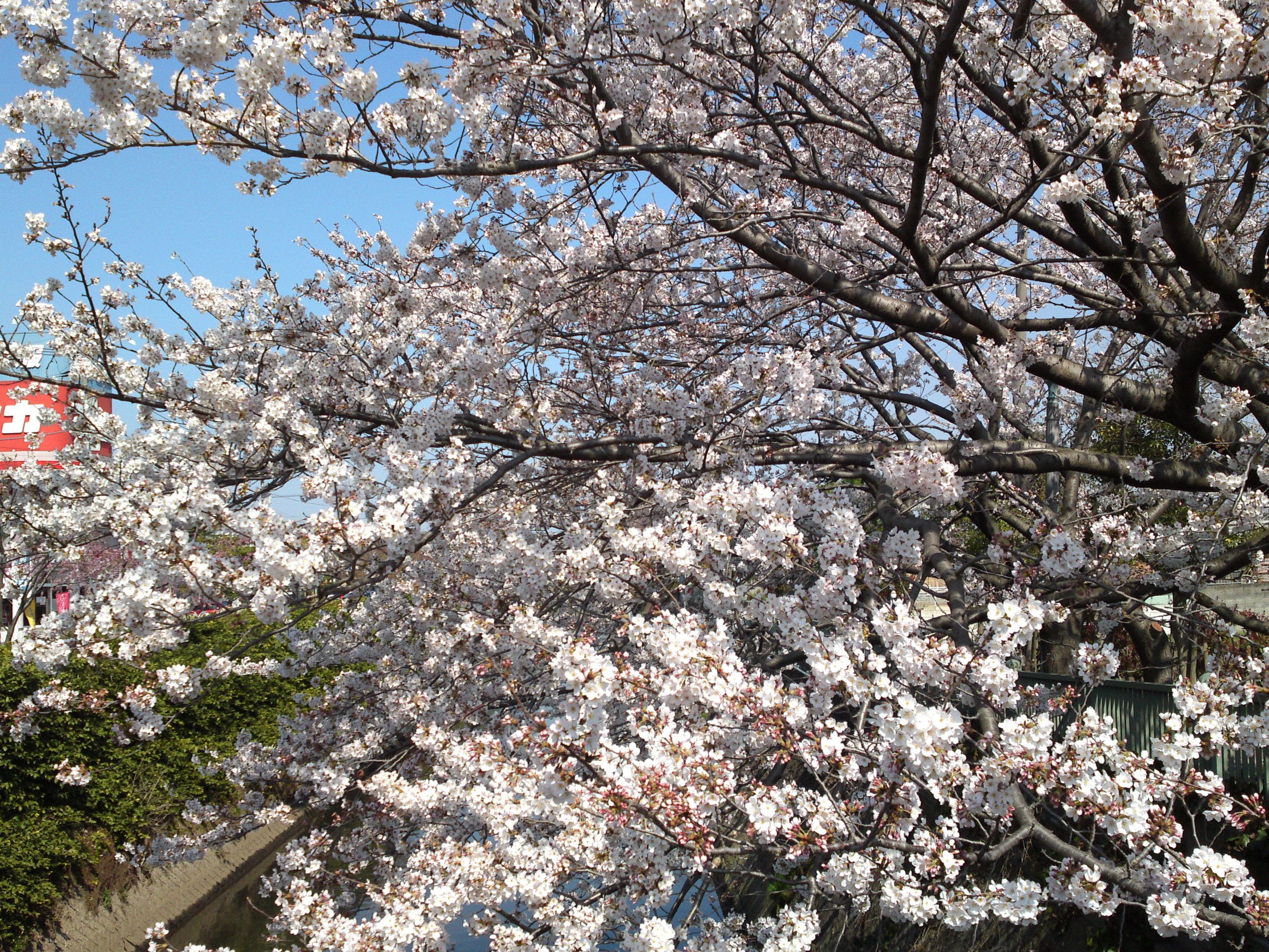 2017年大柏川沿いに咲く桜の花１２