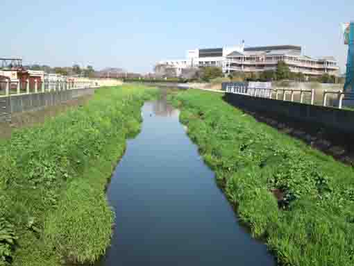Oogashiwagawa River