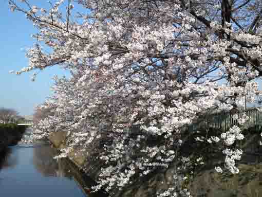 full of sakura over Ogashiwagawa