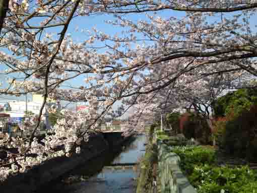 満開の大柏川桜のトンネル