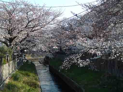 真間川と大柏川分岐点の桜