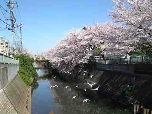 waterfowls in Ogashiwagawa