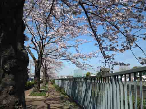 延々と続く大柏川の桜並木