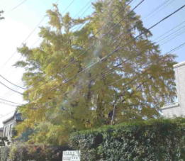 the large ginkgo tree in fall