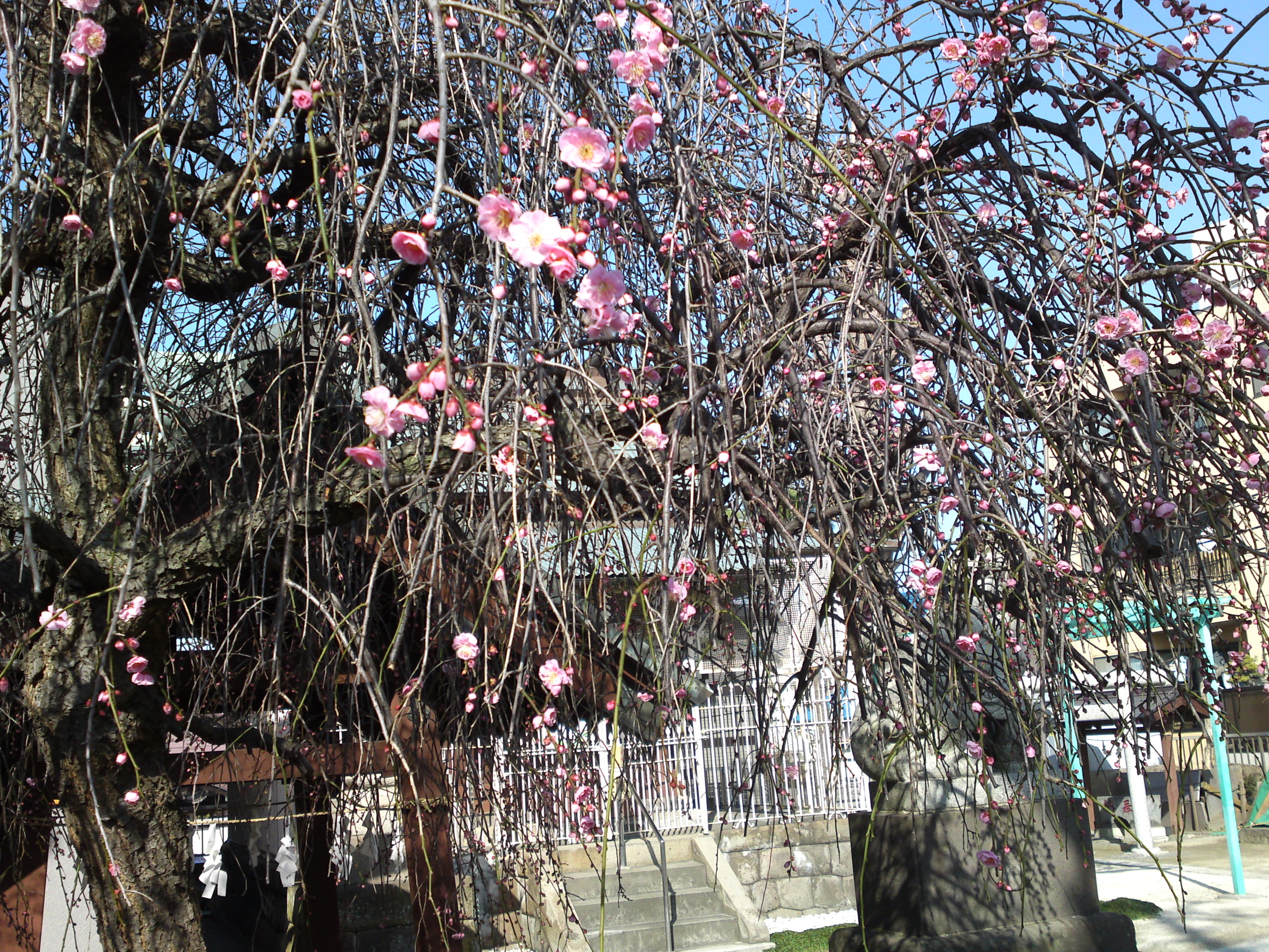 2019年早春熊野神社のしだれ梅１
