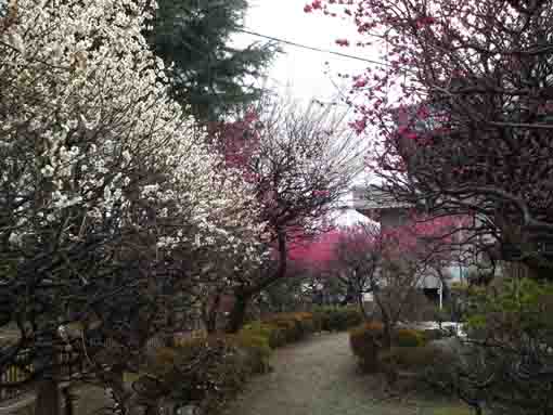 Nakayama Okunoin Temple