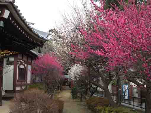 full blooming red ume blossoms