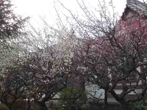 full blooming white ume blossoms