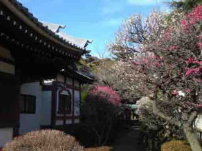 red and white ume blossoms in okunoin