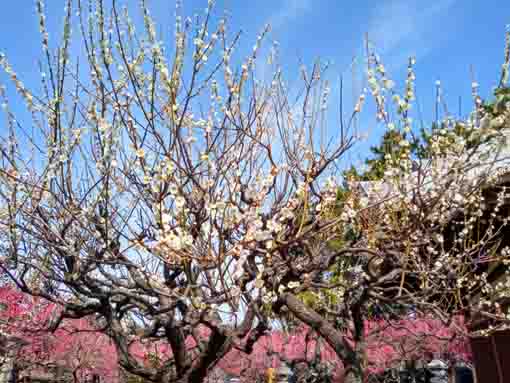中山奥之院梅園に咲く白梅