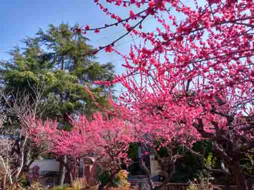 中山奥ノ院に咲く梅の花々２