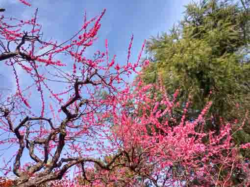 中山奥ノ院に咲く梅の花々３