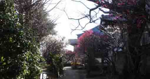 ume blossoms in the garden